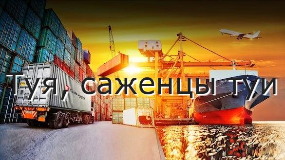Туя, саженцы туи